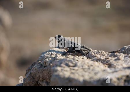 La lucertola AGAMA o la lucertola hardun (Stellagama stellio o Laudakia stellio stellion o Lacerta stellio) si siede su una roccia e si crogiola sotto il sole Foto Stock