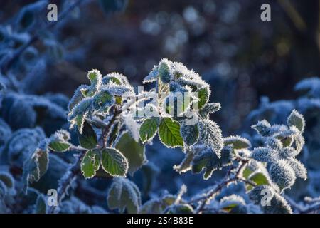 Londra, Inghilterra, Regno Unito. 11 gennaio 2025. Frosty Morning a Londra mentre le temperature gelide continuano in tutto il Regno Unito. (Credit Image: © Vuk Valcic/ZUMA Press Wire) SOLO PER USO EDITORIALE! Non per USO commerciale! Foto Stock