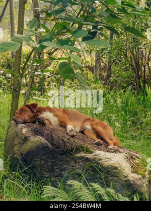 Un cane bianco e marrone dorme comodamente su una roccia coperta di muschio, in una fattoria vicino alla città coloniale di Villa de Leyva, nella Colombia centrale. Foto Stock