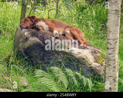 Un cane bianco e marrone dorme comodamente su una roccia coperta di muschio, in una fattoria vicino alla città coloniale di Villa de Leyva, nella Colombia centrale. Foto Stock