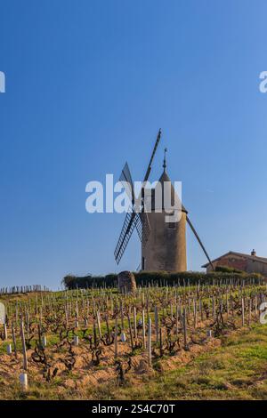 Vigneti primaverili con mulino a vento Chenas a Beaujolais, Borgogna, Francia Foto Stock