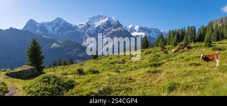 Il panorama delle alpi Bernesi con le cime di Jungfrau, Monch e Eiger sui prati delle alpi con il gregge di mucche. Foto Stock