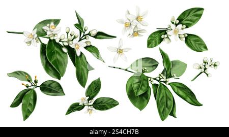 Rami elastici. Rami di alberi fioriti. Piccoli fiori bianchi. Piante di agrumi. Fiori d'arancio. Illustrazione acquerello. Clipart vintage. Set (Imposta) Foto Stock