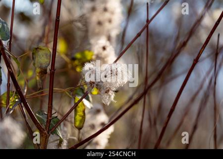 Vergini bower pianta, che è una specie di clematis, dato che è andata a semina in inverno. Retroilluminato Foto Stock