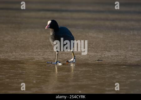Londra, Regno Unito. 11 gennaio 2025. Meteo nel Regno Unito. Coot fu costretto a camminare sul fiume ghiacciato Lea mentre l'ufficio del MET emise ulteriori avvertimenti di gelate e ghiaccio più gravi in tutto il Regno Unito e Londra. Crediti: Flavia Brilli crediti: Flavia Brilli/Alamy Live News Foto Stock