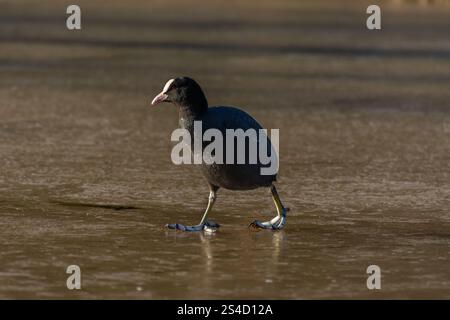Londra, Regno Unito. 11 gennaio 2025. Meteo nel Regno Unito. Coot fu costretto a camminare sul fiume ghiacciato Lea mentre l'ufficio del MET emise ulteriori avvertimenti di gelate e ghiaccio più gravi in tutto il Regno Unito e Londra. Crediti: Flavia Brilli crediti: Flavia Brilli/Alamy Live News Foto Stock