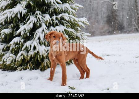 Giovane cucciolo Golden retriever che guarda in lontananza in un paesaggio invernale di pini innevati e ghiacciati Foto Stock