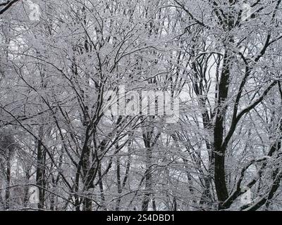 Le cime innevate degli alberi nella foresta di Kottenforst a Bonn, in Germania, a gennaio Foto Stock
