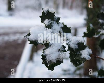 Primo piano di una holly innevata (ilex aquifolium) nella foresta di Kottenforst a Bonn, Germania Foto Stock