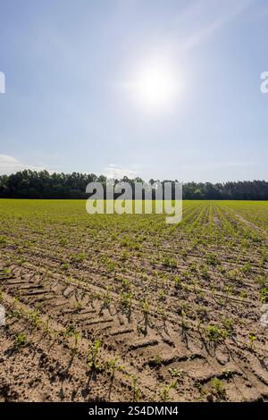 campo di mais con germogli di mais dolce vicino alla foresta, clima soleggiato in estate in un campo con mais verde, agricoltura Foto Stock