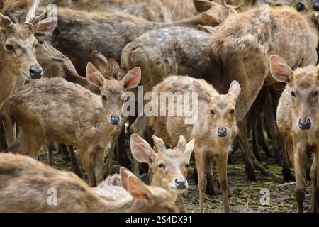 Rusa timorensis (Javan rusa). I Rusa timorensis si diffondono da Giava, Bali, Kalimantan meridionale, Nusa Tenggara (incluso Timor Est), Sulawesi e Maluk Foto Stock