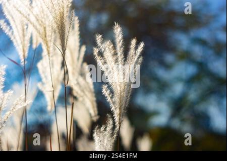 Un primo piano di teste di semi essiccati o di erbe su uno sfondo sfocato, con forme allungate e piccole fibre piume che irradiano verso l'esterno dal loro c Foto Stock