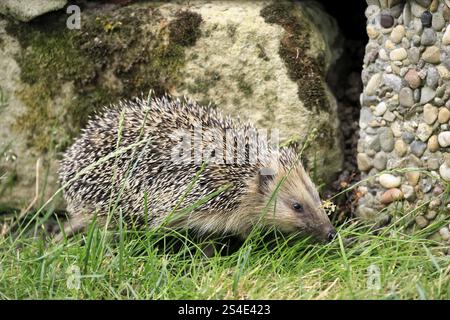 Riccio dal petto bruno (Erinaceus europaeus), adulto, durante il giorno, foraggio, prato, Ellerstadt, Renania-Palatinato, Germania, Europa Foto Stock