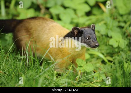 Un'attenta martora dorata sbuca dall'erba alta, martora colorata (Martes flavigula), prigioniera Foto Stock