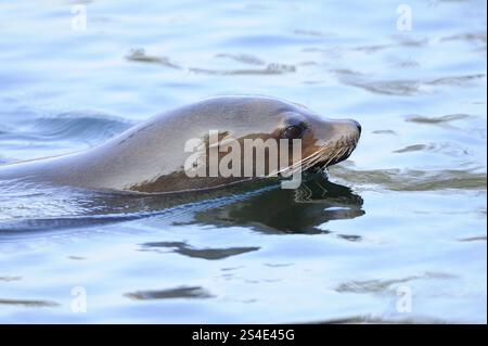 Un leone marino nuota tranquillamente attraverso le acque limpide, il leone marino californiano (Zalophus californianus), prigioniero Foto Stock