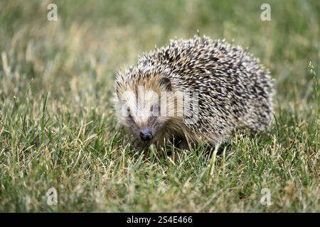 Riccio dal petto bruno (Erinaceus europaeus), adulto, durante il giorno, foraggio, prato, Ellerstadt, Renania-Palatinato, Germania, Europa Foto Stock