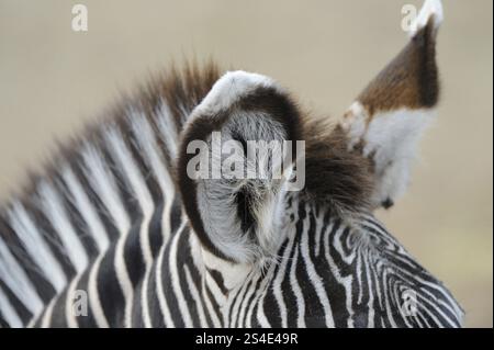 Primo piano di una testa zebra con orecchie e densa pelliccia a righe, zebra di Grevy (Equus grevyi), prigioniera Foto Stock