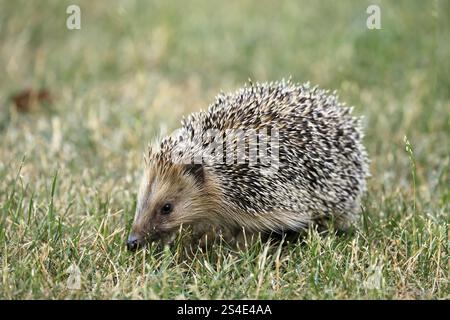 Riccio dal petto bruno (Erinaceus europaeus), adulto, durante il giorno, foraggio, prato, Ellerstadt, Renania-Palatinato, Germania, Europa Foto Stock