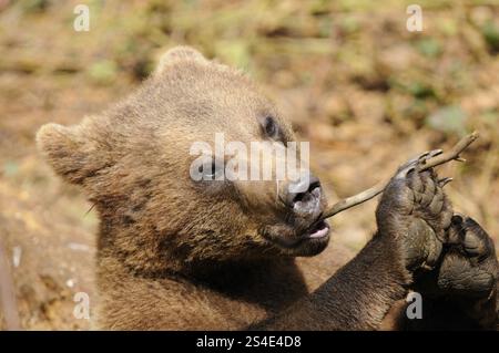 Un cucciolo d'orso che strizza su un piccolo ramoscello, l'orso bruno eurasiatico (Ursus arctos arctos), il Parco nazionale della foresta bavarese Foto Stock