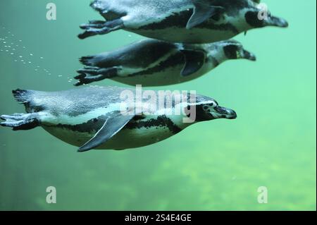 Tre pinguini che nuotano sott'acqua in un ambiente turchese in un gruppo, il pinguino Humboldt (Spheniscus humboldti), prigioniero Foto Stock