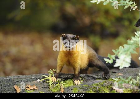 Una brillante martora dorata sorge su un terreno muschiato nella foresta autunnale, martora colorata (Martes flavigula), prigioniera Foto Stock