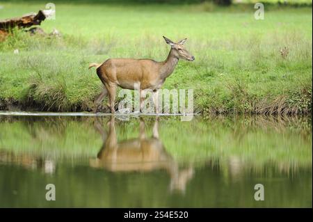 Cervo rosso (Cervus elaphus) in piedi lateralmente nell'acqua e guardando di lato, la Baviera Foto Stock