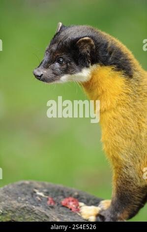 Ritratto di una martora gialla dorata con testa scura su sfondo verde, martora colorata (Martes flavigula), prigioniera Foto Stock