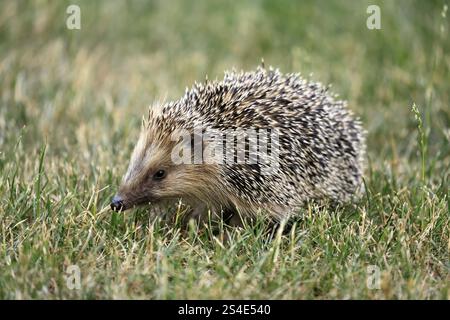 Riccio dal petto bruno (Erinaceus europaeus), adulto, durante il giorno, foraggio, prato, Ellerstadt, Renania-Palatinato, Germania, Europa Foto Stock