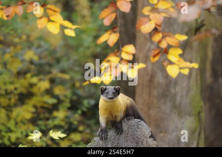 Marten seduto su una roccia sotto foglie autunnali nella foresta, martora colorata (Martes flavigula), prigioniera Foto Stock