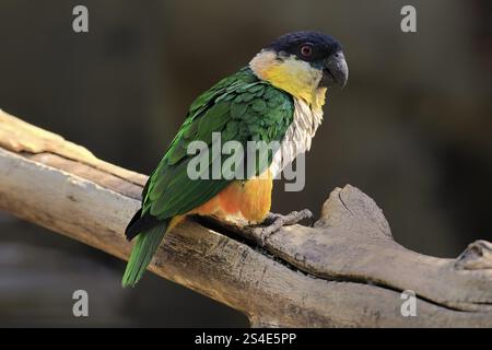 Pappagallo alato verde (Pionites melanocephalus), adulto, in attesa, allerta, curioso, nord America del Sud Foto Stock