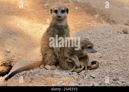 Noce di tigre (Suricata suricatta), adulto, due adulti, giovane, neonato, bambino, comportamento sociale Foto Stock