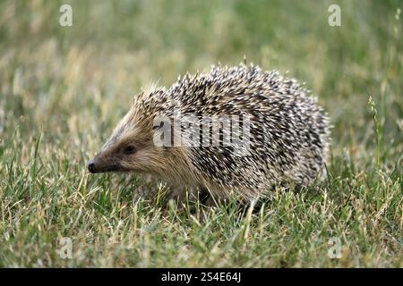 Riccio dal petto bruno (Erinaceus europaeus), adulto, durante il giorno, foraggio, prato, Ellerstadt, Renania-Palatinato, Germania, Europa Foto Stock