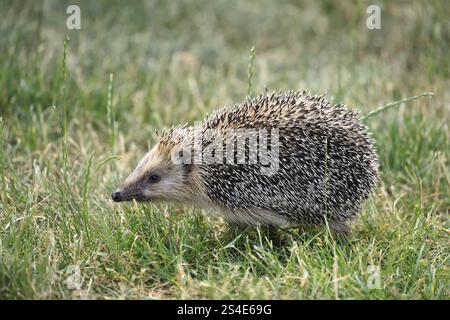 Riccio dal petto bruno (Erinaceus europaeus), adulto, durante il giorno, foraggio, prato, Ellerstadt, Renania-Palatinato, Germania, Europa Foto Stock