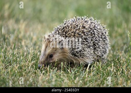 Riccio dal petto bruno (Erinaceus europaeus), adulto, durante il giorno, foraggio, prato, Ellerstadt, Renania-Palatinato, Germania, Europa Foto Stock