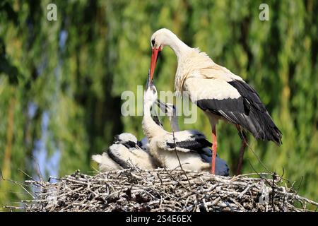 Cicogna bianca (Ciconia ciconia), adulta, giovane, pulcini, nido, alimentazione, famiglia, Heidelberg, Germania, Europa Foto Stock