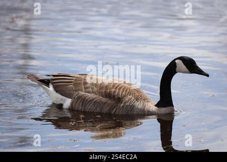 L'oca canadese solitaria galleggia sull'acqua rivolta verso destra Foto Stock