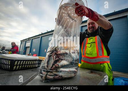 Richmond, Canada. 11 gennaio 2025. Un pescatore prepara aringhe in vendita durante l'evento benefico annuale "Fishermen Helping Kids with Cancer" presso Steveston Harbour a Richmond, British Columbia, Canada, 11 gennaio 2025. Crediti: Liang Sen/Xinhua/Alamy Live News Foto Stock