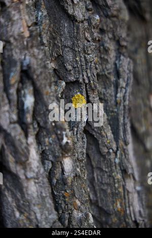 Una vista ravvicinata della corteccia degli alberi strutturata che rivela il vibrante lichene giallo che cresce sulla sua superficie Foto Stock