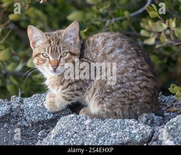 A randagio o Feral Cat. Sunnyvale Baylands, Contea di Santa Clara, California. Foto Stock