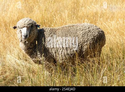 Sheep in Field, Wither Hills Farm Park, Blenheim (Waiharakeke), Marlborough Region, South Island, nuova Zelanda Foto Stock