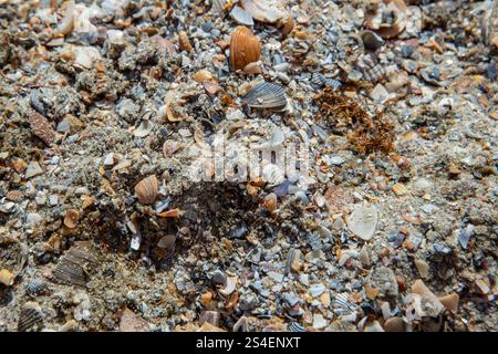 Le conchiglie di mare tritate a bagnato sulla spiaggia Foto Stock