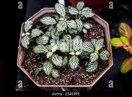 Fittonia albivenis Mosaic White Tiger in una pentola, che mostra le sue sorprendenti foglie verdi a venatura bianca e la crescita compatta e lussureggiante Foto Stock