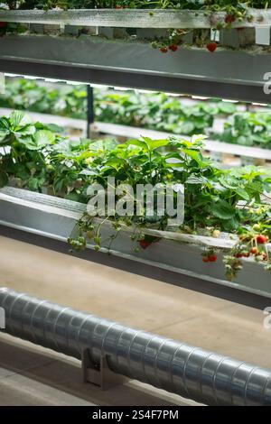 Coltivazione di fragole in serra. Mini-azienda agricola per la coltivazione di Fragaria in suolo artificiale. Foto Stock