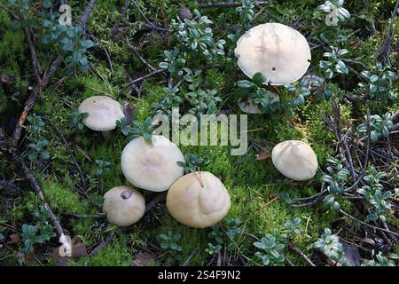 Cortinarius caperatus, comunemente noto come fungo zingaro, fungo selvatico proveniente dalla Finlandia Foto Stock