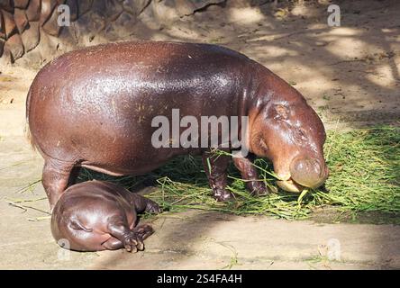 Carina piccolina Pigmeo ippopotamo mentre la madre mangia Foto Stock