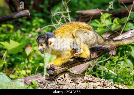 Una scimmia di scoiattolo con il cappuccio nero che si arrampica su un ramo caduto, Saimiri boliviensis. Una scimmia del nuovo mondo nativa del bacino amazzonico superiore in Bolivia, weste Foto Stock
