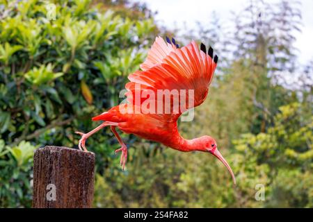 Un ibis maturo scarlatto, Eudocimus Ruber, in volo. Una dieta di crostacei rossi produce la colorazione scarlatta. Minacciato in natura e nella natio Foto Stock
