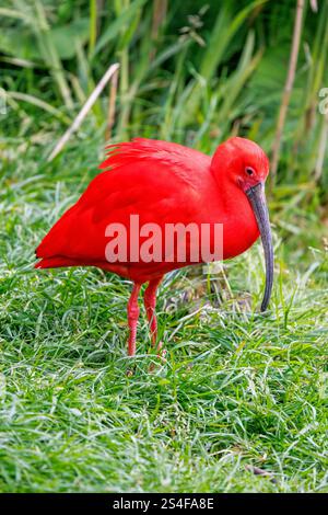 Un ibis scarlatto maturo, Eudocimus Ruber. Una dieta di crostacei rossi produce la colorazione scarlatta. Minacciato in natura e l'uccello nazionale di Tri Foto Stock