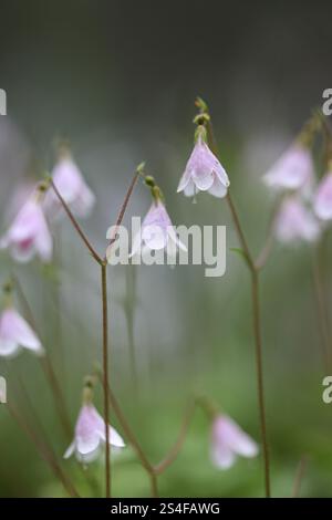 Fiore gemello, Linnaea borealis, chiamato anche twinflower, pianta di fioritura selvatica proveniente dalla Finlandia Foto Stock