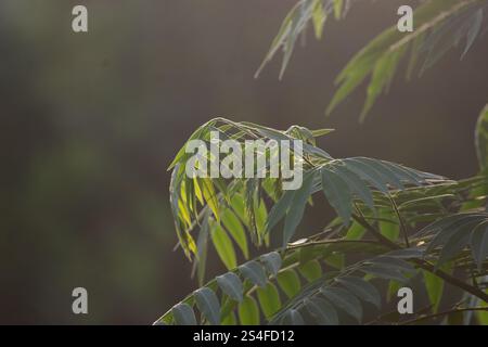 Eleganza illuminata dal sole: Foglie verdi retroilluminate che catturano la serenità e la bellezza della natura in perfetta armonia Foto Stock